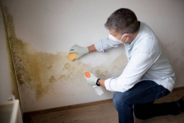 Best Mold Damage Restoration  in Burt, MI